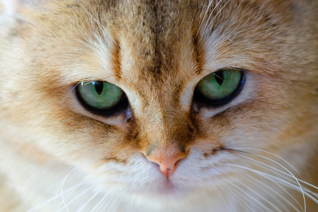 Proč ve tmě vidíme hůře než některá zvířata?