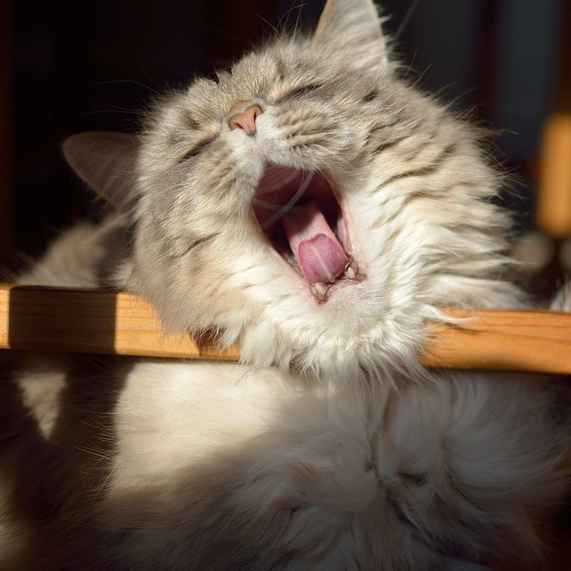 Vše, co jste chtěli vědět o zívání